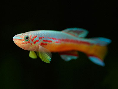 Fundulopanchax amieti Fundulopanchax amieti